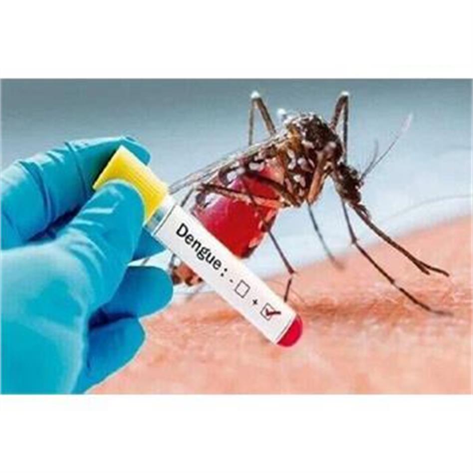 No Reported Cases of Dengue Fever or Infected Aedes Mosquitoes in Kermanshah